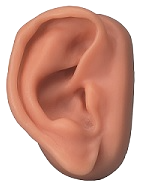 oorreflexologie ooracupunctuur ooracupressuur